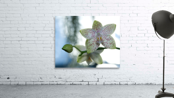Ornamental Orchid Wall Preview