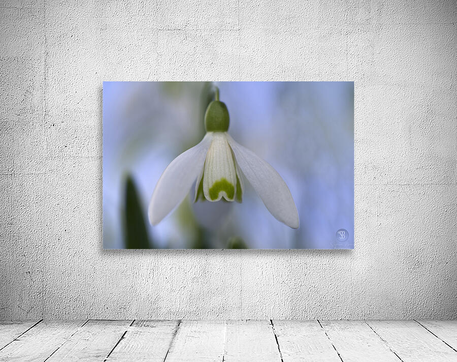 Snowdrop Bulb Wall Preview