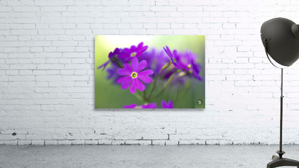 Primula Closeup Wall Preview