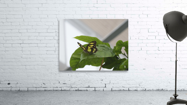 Siproeta Stelenes Wall Preview