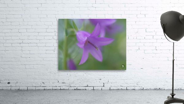 Purple Bell Wall Preview