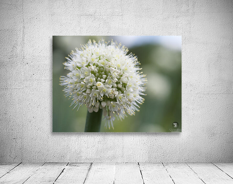 Allium Pskemense Wall Preview