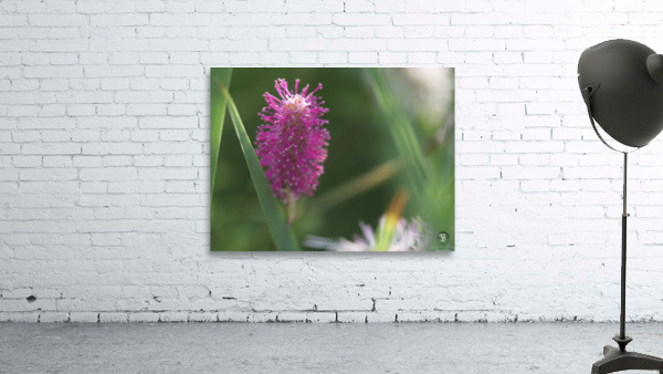 Lilac Squirrel Wall Preview