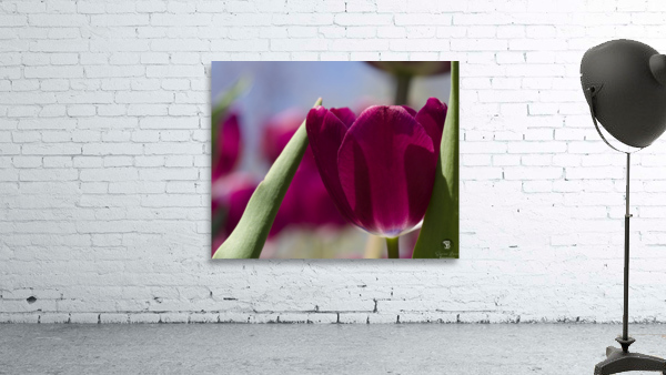 Oh Sunny Day Wall Preview