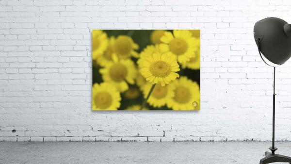 Summer Afternoon Wall Preview