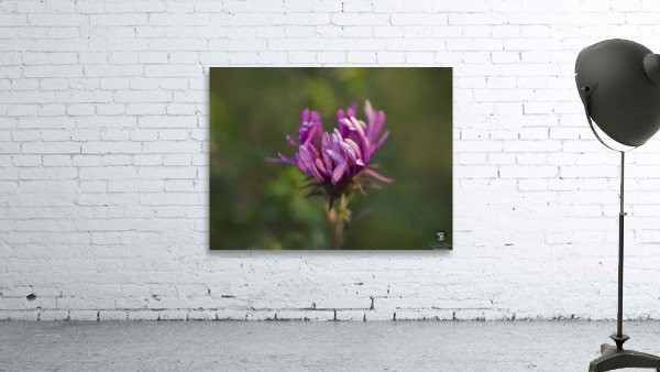 Aster in the Morning Wall Preview