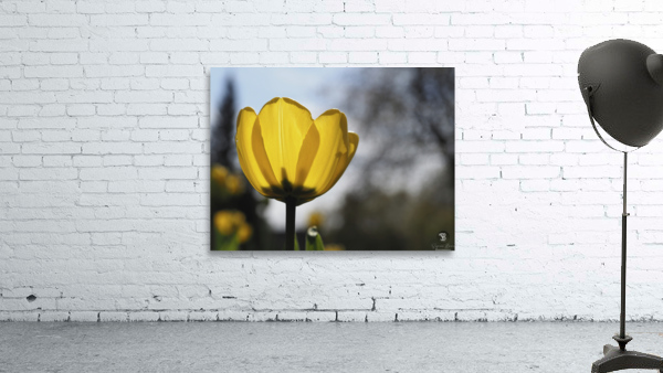 Yellow Tulip Wall Preview