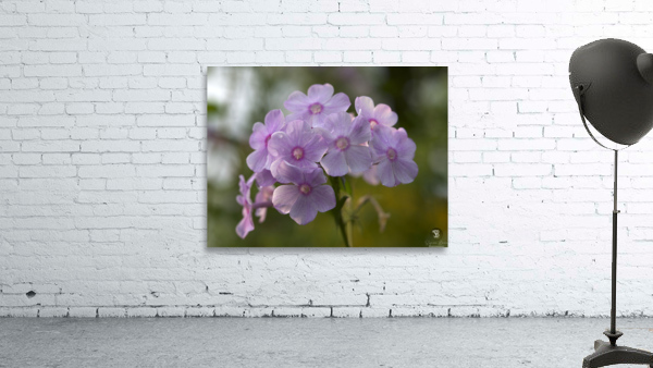 Exquisite Beauties Wall Preview