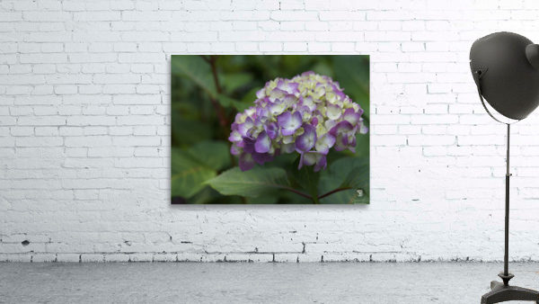 Endless Summer Wall Preview