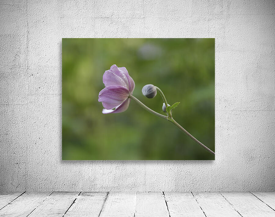 Aspiration Wall Preview