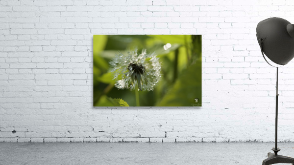 Dandelion with Droplets Wall Preview