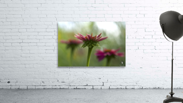 Coneflower Blooming Wall Preview