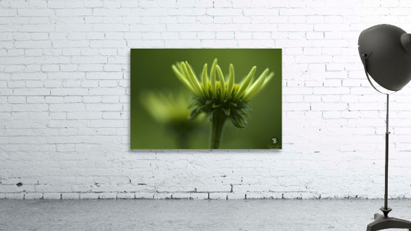 Blooming Coneflower Wall Preview