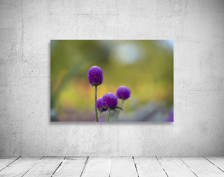 Globe Amaranth Wall Preview