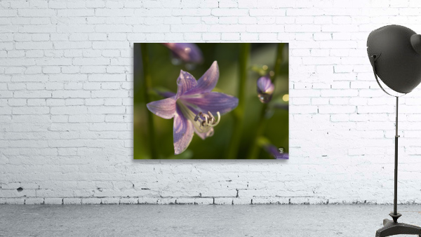 Hosta Flower Wall Preview