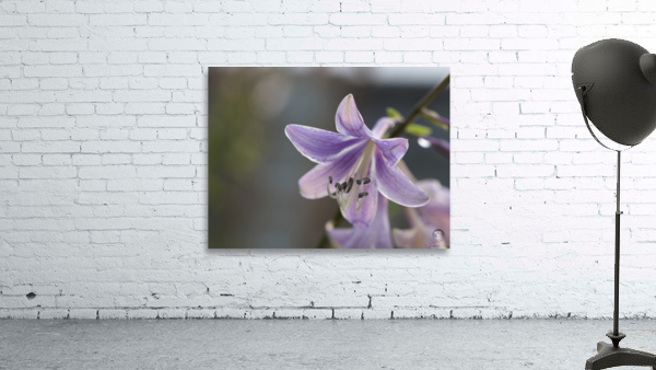 Hosta Closeup Wall Preview