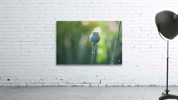 Opium Poppy Wall Preview