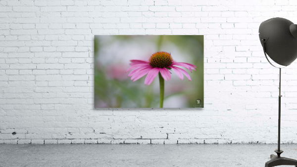 Pink Echinacea Wall Preview