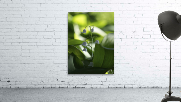 Muguet des Bois Wall Preview