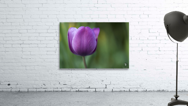 Plump Purple Tulip Wall Preview