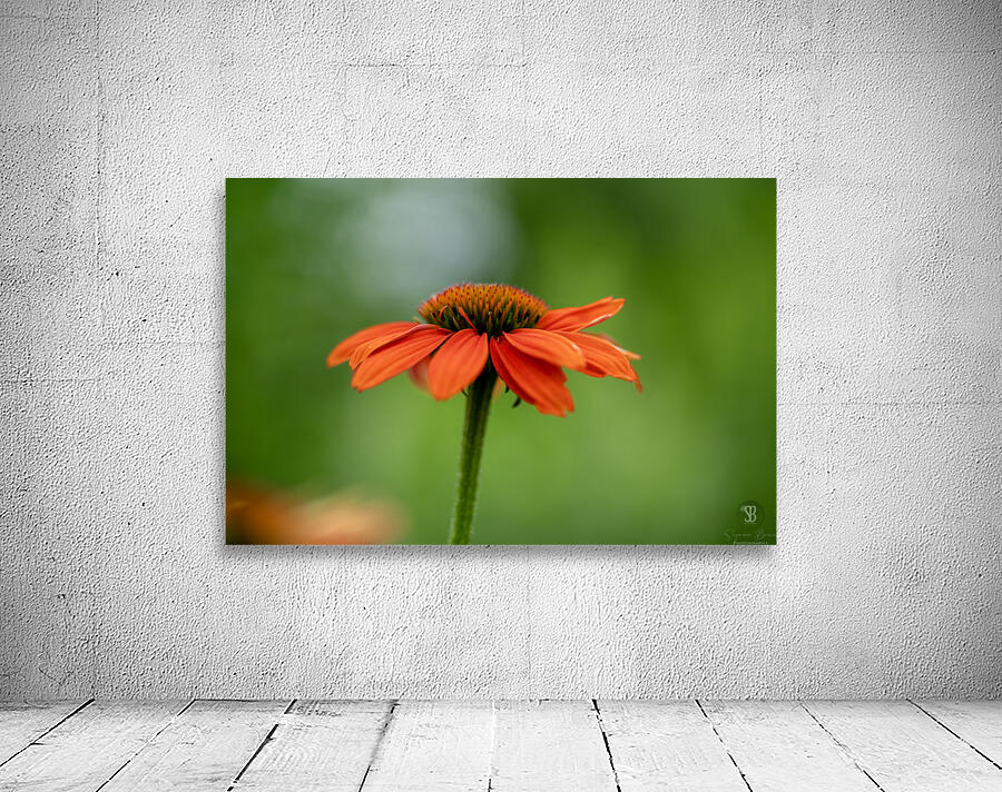 Orange You Awesome Wall Preview