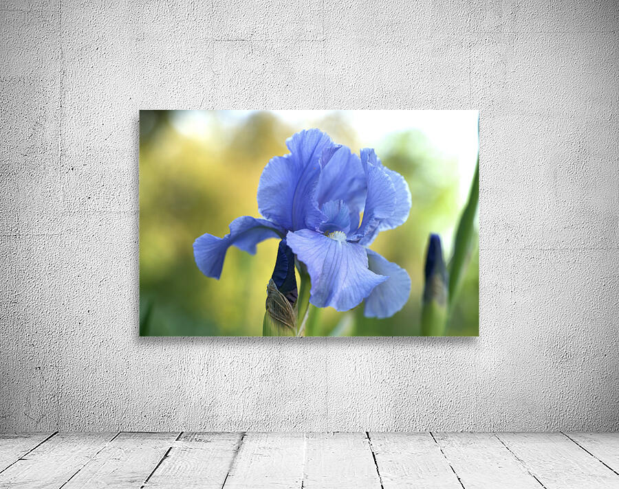 Lucky Devil Wall Preview