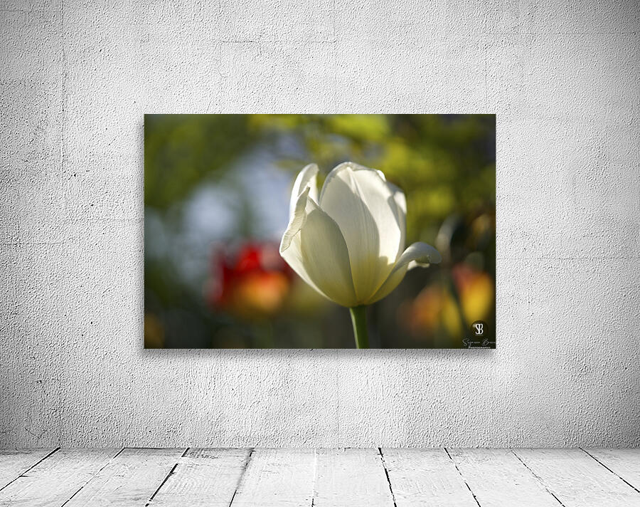 The Graceful Wall Preview