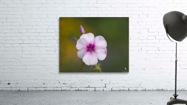 Summer Phlox Wall Preview