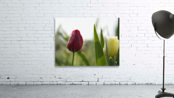 Red Beauty Wall Preview