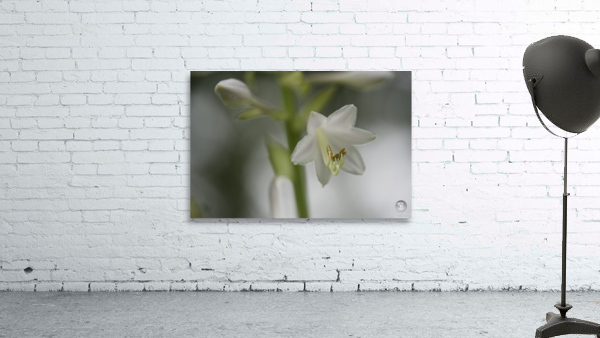 White Lily Wall Preview