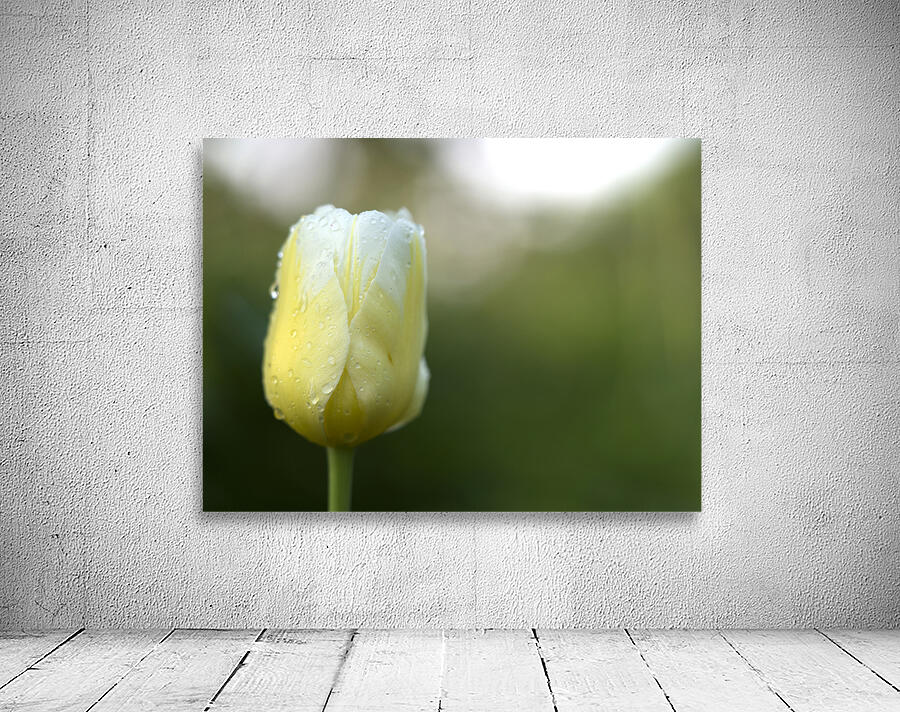 Yellow and White Tulip Wall Preview