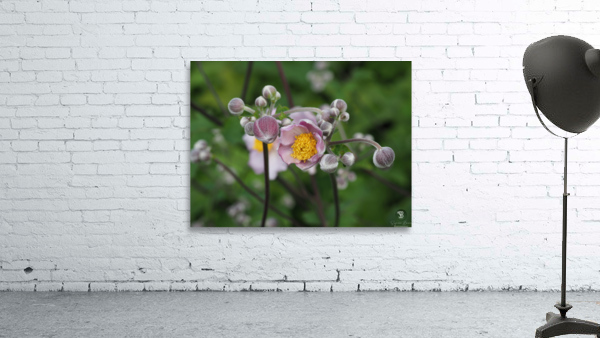 Japanese Thimbleweed Wall Preview