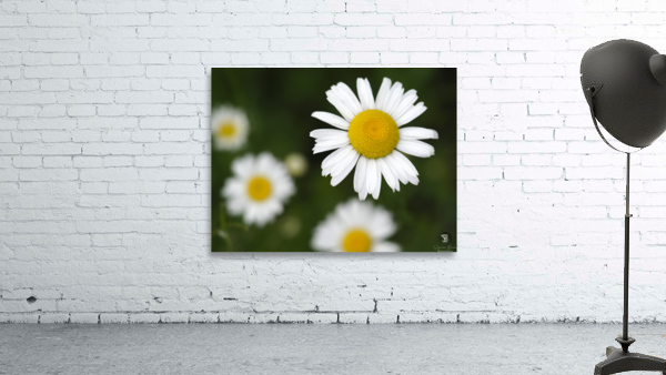 Common Daisies Wall Preview