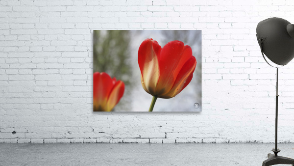 Leaning Tulip Wall Preview