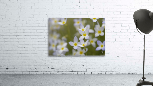 Pretty Ladies Wall Preview