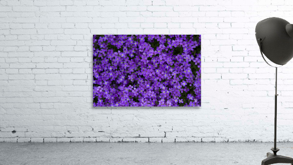 Purple Groundcover Wall Preview