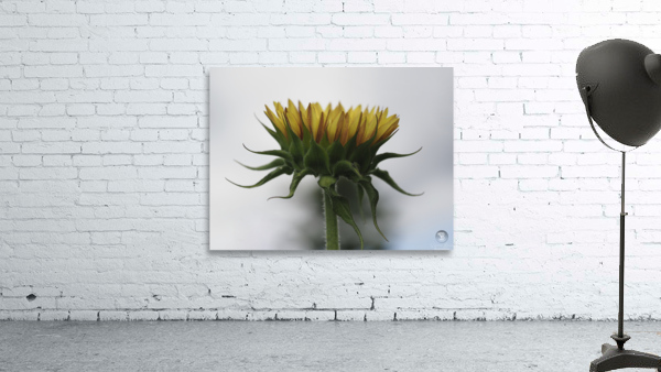 Sunflower Side View Wall Preview