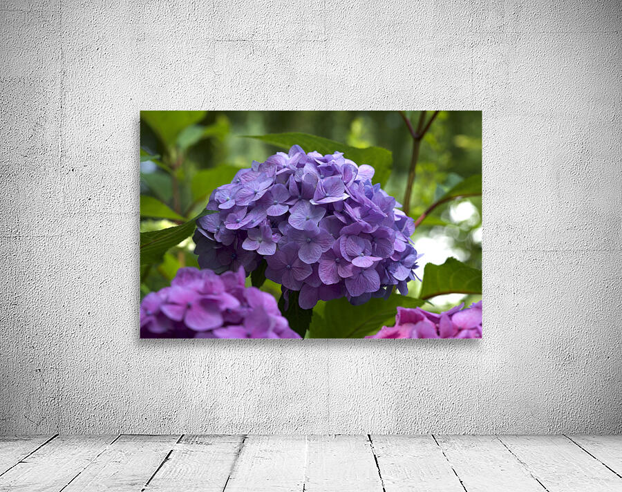 Purple Hydrangea Wall Preview