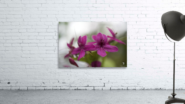 Shooting Star Wall Preview