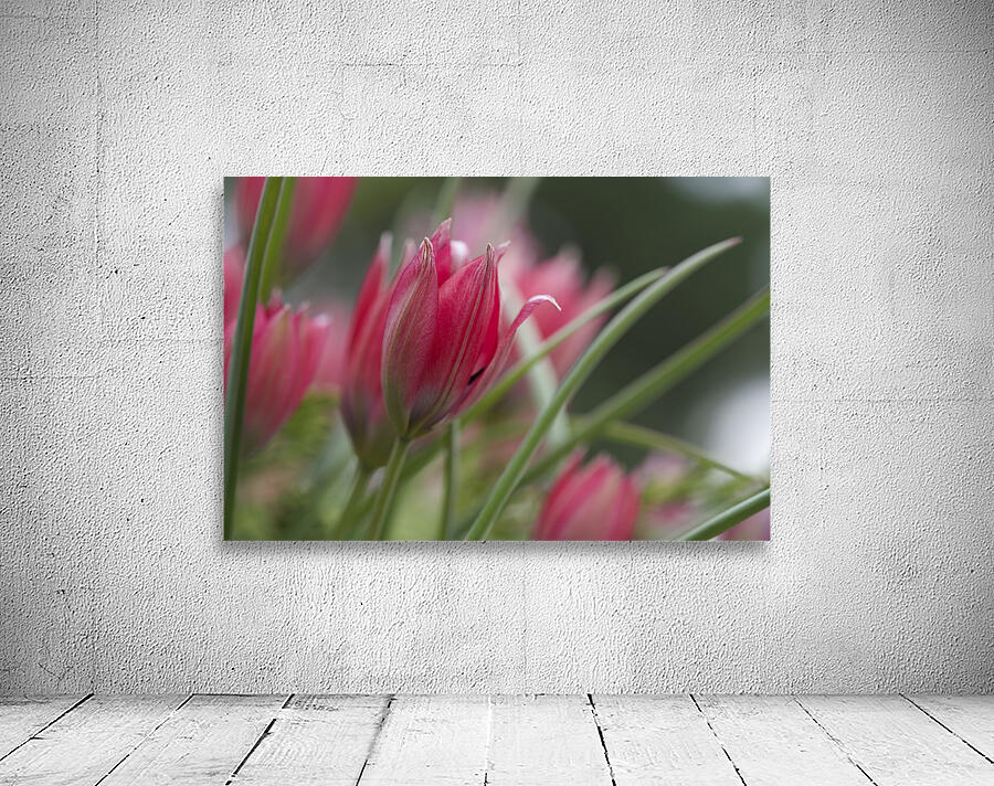 Charming Ladies Wall Preview