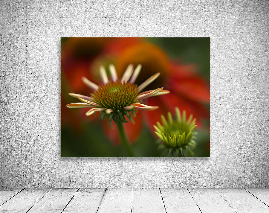 Budding Coneflowers Wall Preview