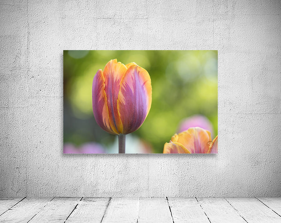 Pastel Garden Tulip Wall Preview