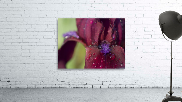 Purple Beard Wall Preview