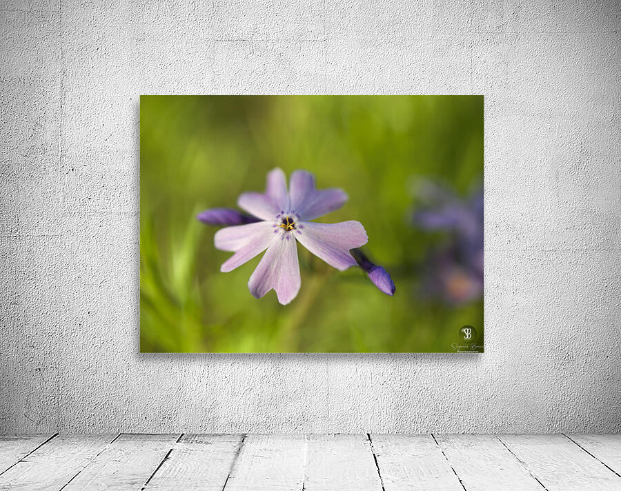 Vibrant Moss Phlox Wall Preview