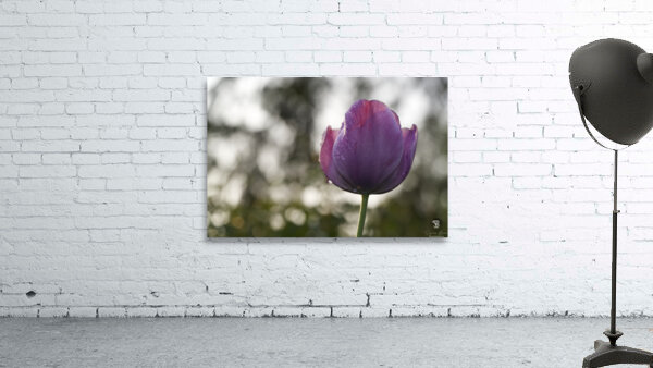 Purply Blue Beauty Wall Preview