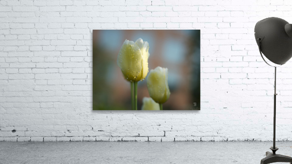 Dreamy Beauties Wall Preview