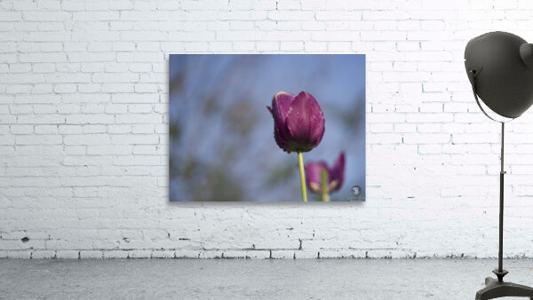 Lady in Purple Wall Preview