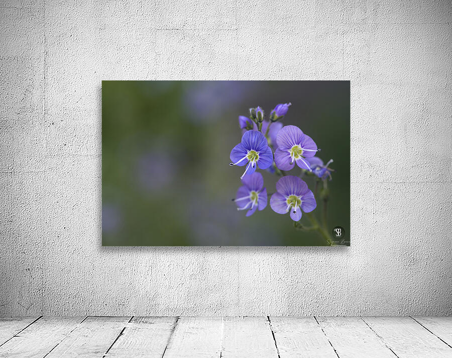 Farewell Wall Preview