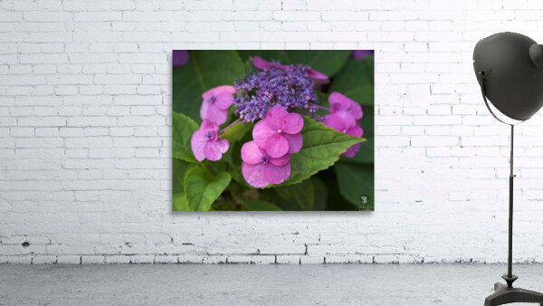 Showy Ladies Wall Preview