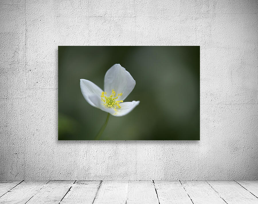 Lady in White Wall Preview